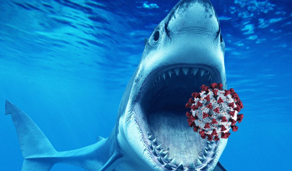 Will sharks help in finding corona vaccine?