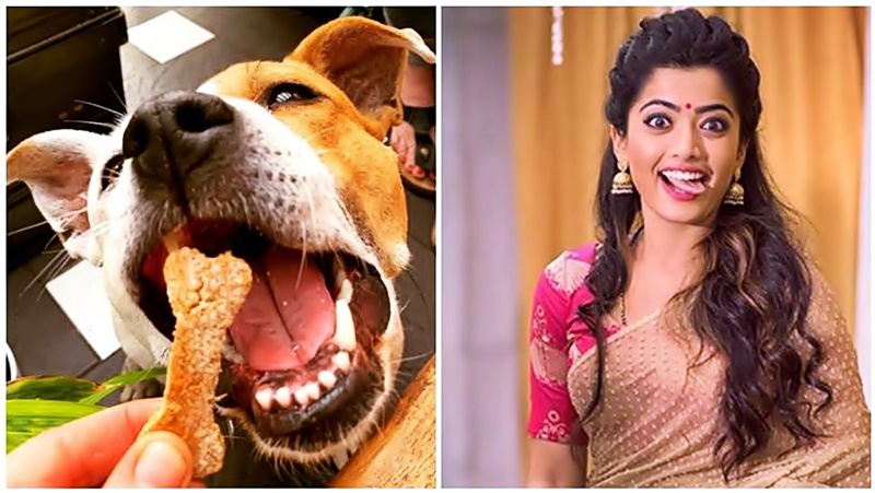 Rashmika’s Love for Pork Has Mixed reaction from Fans