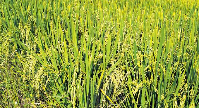 Telangana Sona rice to be promoted in national, international markets