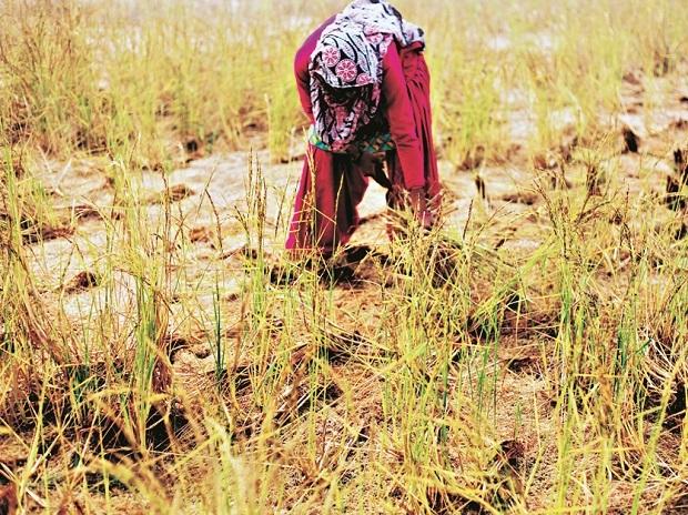 Telangana farmers to get Rs 7,300 crore investment support
